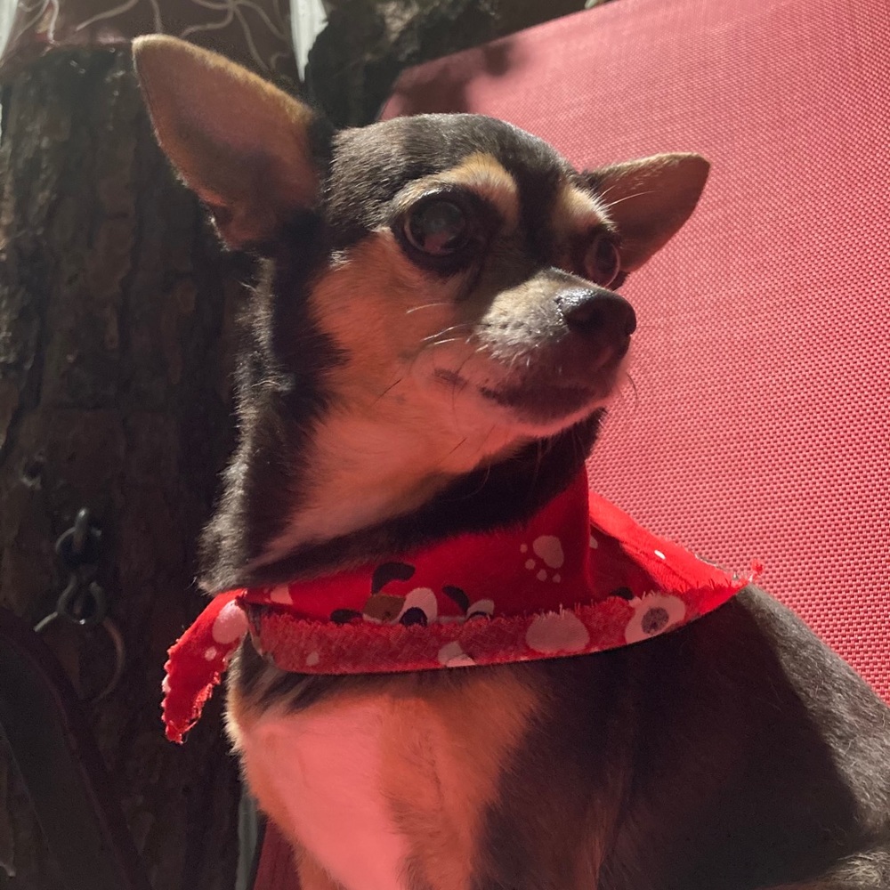 Meet your Posher, Nathaly